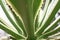 Thorny radial green agave leafs