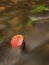 Thorny raspberry leaf caught on wet stone. Lleaves trapped in middle of mountain stream.