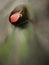 Thorny raspberry leaf caught on wet stone. Lleaves trapped in middle of mountain stream.