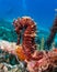 Thorny Sea Horse seahorse Red Sea