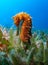 Thorny Sea Horse seahorse Red Sea