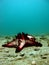 Thorny sea star