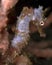 Thorny seahorse