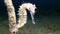 Thorny seahorse Hippocampus histrix in Lembeh strait