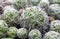 Thorny star cactus Mammillaria gracillis pfeiff close-up photo