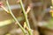 Thorny stem of a rosebush in summer