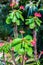 Thorny Succulent with pink Blooming