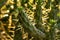 Thorny succulent plant close up