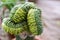 Thorny succulent plant shaped like a snake coiled