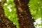 Thorny tree trunk kerala