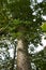 Thorny trunk of Ceiba pentadra tree