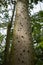 Thorny trunk of Ceiba pentadra tree