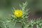 Thorny Wild Plant of Mexican poppy with Yellow Flower
