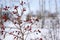 Thorny Wild Rose in mid winter in Saskatchewan