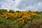 Thorny Yellow Gorse Bushes Blooming in Fields