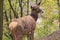 Thorold\'s deer