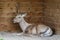 Thorold\'s Deer (Cervus albirostris) or White-Lipped Deer