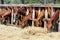 Thorougbred young horses chewing hay on the ranch