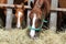 Thorougbred young horses chewing hay on the ranch