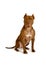 Thoroughbred American Pit Bull Terrier dog sitting over white