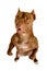 A thoroughbred American Pit Bull Terrier dog stands up on its hind legs