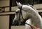 Thoroughbred Arab horse gelding, grey, portrait