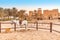 Thoroughbred Arab horses near an ancient village in the desert Sands