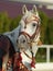 Thoroughbred arabian horse in paddock