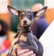 Thoroughbred beautiful English Toy Terrier dog