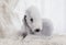 A thoroughbred Bedlington Terrier dog lying on a fur rug