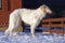 Thoroughbred borzoi dog