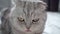 Thoroughbred British Scottish fold cat licks his tongue. Hungry domestic cat is waiting for food. Close-up of pets