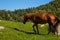 Thoroughbred brown horse grazing on a green meadow