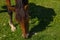 Thoroughbred brown horse grazing on a green meadow on a Sunny