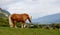 Thoroughbred brown horse in a meadow