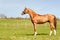 Thoroughbred chestnut standing on pasturage stallion. Multicolored exterior image.