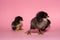Thoroughbred chick posing with his brothers on a pink background