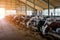 Thoroughbred diary cows in modern free livestock stall