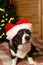 Thoroughbred dog at the Christmas tree. Welsh Corgi Pembroke. Christmas. Pets