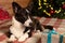 Thoroughbred dog at the Christmas tree. Welsh corgi Pembroke. Pets. Christmas and New Year`s Eve