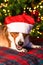 Thoroughbred dog at the Christmas tree. Welsh corgi Pembroke. Pets. Christmas and New Year`s Eve
