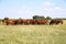 Thoroughbred gidran foals and mares grazing peaceful together on pasture