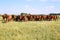 Thoroughbred gidran foals and mares grazing peaceful together on pasture