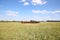 Thoroughbred gidran horses eating fresh green grass on the puszta