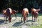 Thoroughbred gidran horses eating fresh mown grass on a rural horse farm