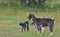 A thoroughbred goat with large horns grazes in the meadow next to little kids.