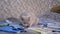 Thoroughbred Gray British Cat with Glasses Sitting on Scattered Books in Room