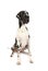 Thoroughbred great Dane dog