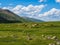 Thoroughbred herd of cows grazes in the distance. Alpine cows grazing, green slope of high mountains. Group of cows in the