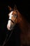 Thoroughbred horse in dark stable doorway background